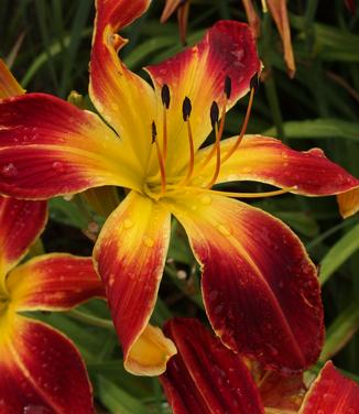 Hemerocallis Rainbow Rhythm Ruby Spider - Daylily from Pleasant Run Nursery