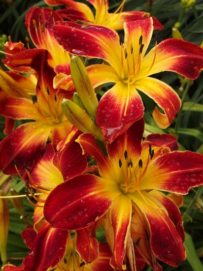 Hemerocallis Rainbow Rhythm Ruby Spider - Daylily from Pleasant Run Nursery