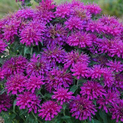 Monarda Grape Gumball (Photo: Walters Gardens, Inc)