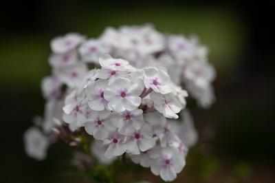 Phlox carolina Earlibeauty Solar Flare (Photo: North Creek Nurseries)