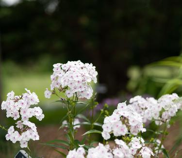 Phlox carolina Earlibeauty Solar Flare (Photo: North Creek Nurseries)