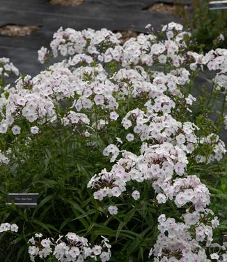 Phlox carolina Earlibeauty Solar Flare (Photo: North Creek Nurseries)