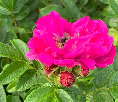 Rosa rugosa 'Purple Pavement' - Rugosa Rose from Pleasant Run Nursery