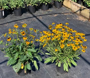 Rudbeckia x 'American Gold Rush' (on right) & Goldsturm (on left)