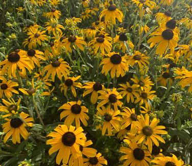 Rudbeckia x 'American Gold Rush' - Black-Eyed Susan from Pleasant Run Nursery