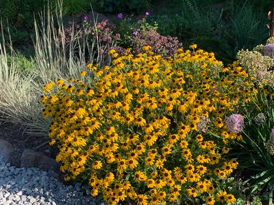 Rudbeckia x 'American Gold Rush' 