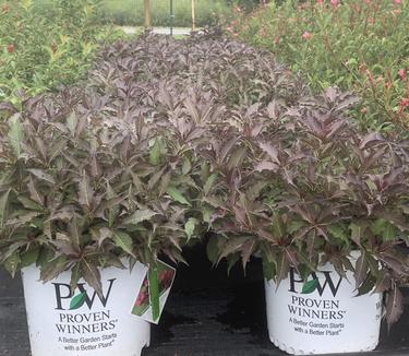 Weigela florida Spilled Wine? - Weigela from Pleasant Run Nursery