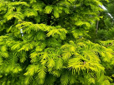 Metasequoia glyptostroboides Amber Glow™ - Dawn Redwood from Pleasant Run Nursery