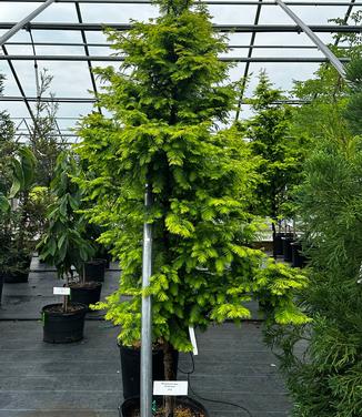 Metasequoia glyptostroboides Amber Glow™ - Dawn Redwood from Pleasant Run Nursery
