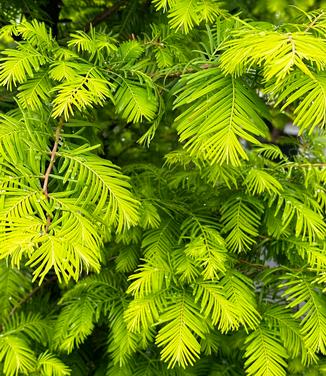 Metasequoia glyptostroboides Amber Glow™ - Dawn Redwood from Pleasant Run Nursery