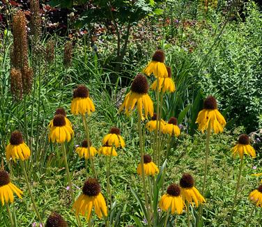 Echinacea paradoxa - Yellow Coneflower from Pleasant Run Nursery