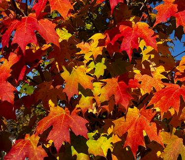 Acer saccharum 'Green Mountain' - Sugar Maple from Pleasant Run Nursery