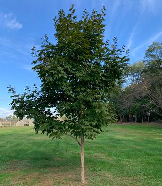 Acer saccharum 'Green Mountain' - Sugar Maple from Pleasant Run Nursery