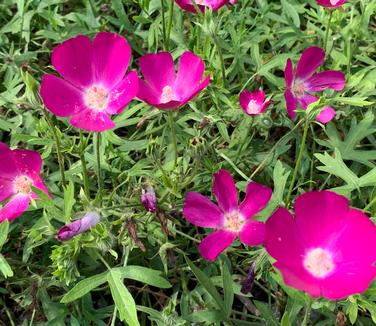 Callirhoe involucrata - Poppy-mallow/Wine Cups 