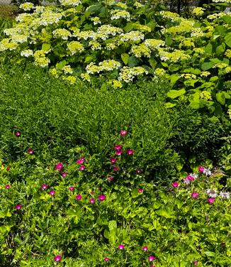 Callirhoe involucrata - Poppy-mallow/Wine Cups from Pleasant Run Nursery