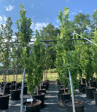 Celtis occidentalis Prairie Sentinel - Hackberry from Pleasant Run Nursery