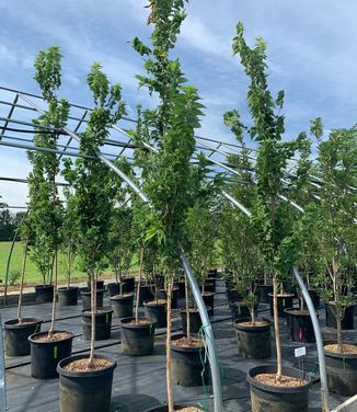 Celtis occidentalis 'Prairie Sentinel' - Hackberry from Pleasant Run Nursery