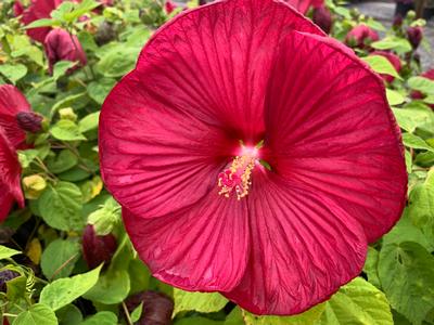 Hibiscus x Luna™ 'Red' - Rose Mallow from Pleasant Run Nursery