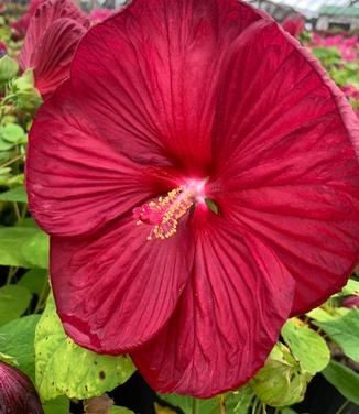 Hibiscus x Luna™ 'Red' - Rose Mallow from Pleasant Run Nursery