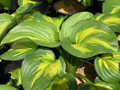 Hosta 'Cathedral Windows' - Plantain Lily from Pleasant Run Nursery