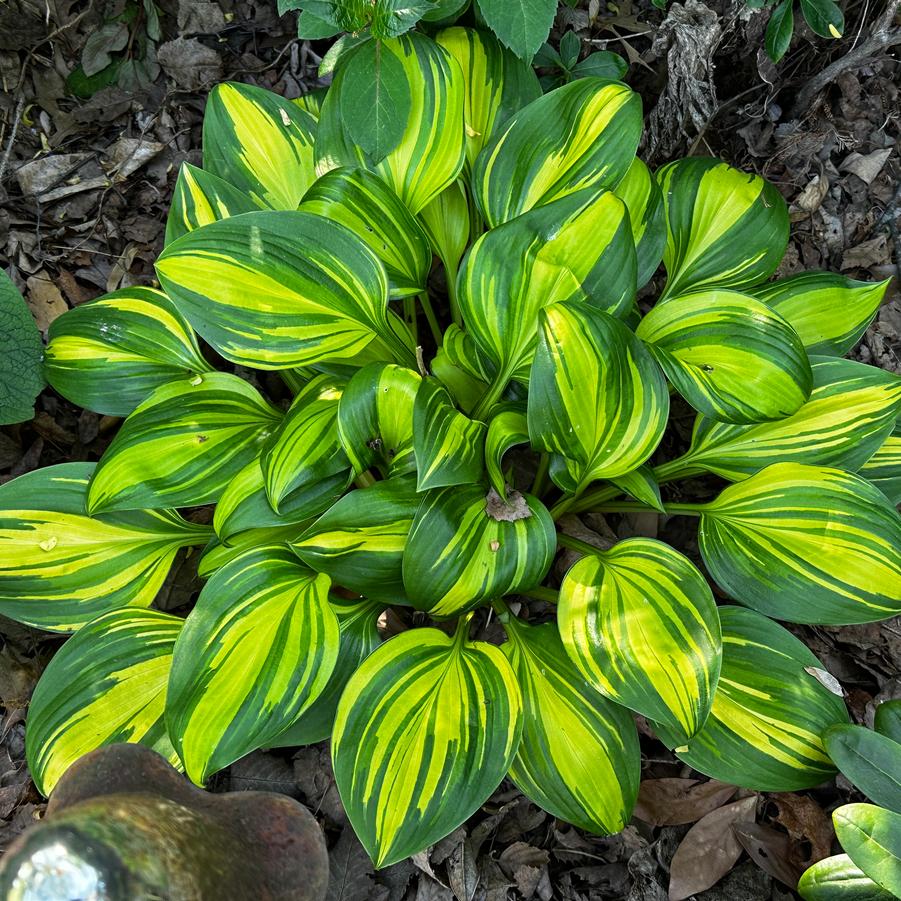 Hosta 'Rainbow's End' - Plantain Lily from Pleasant Run Nursery