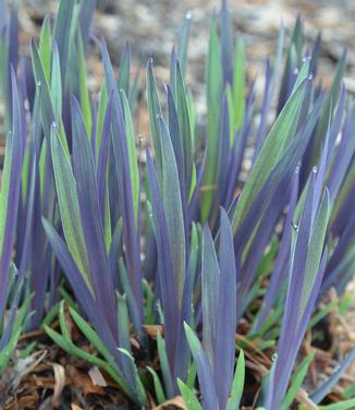 Iris versicolor 'Purple Flame' - Blue Flag Iris (Photo North Creek Nurseries)