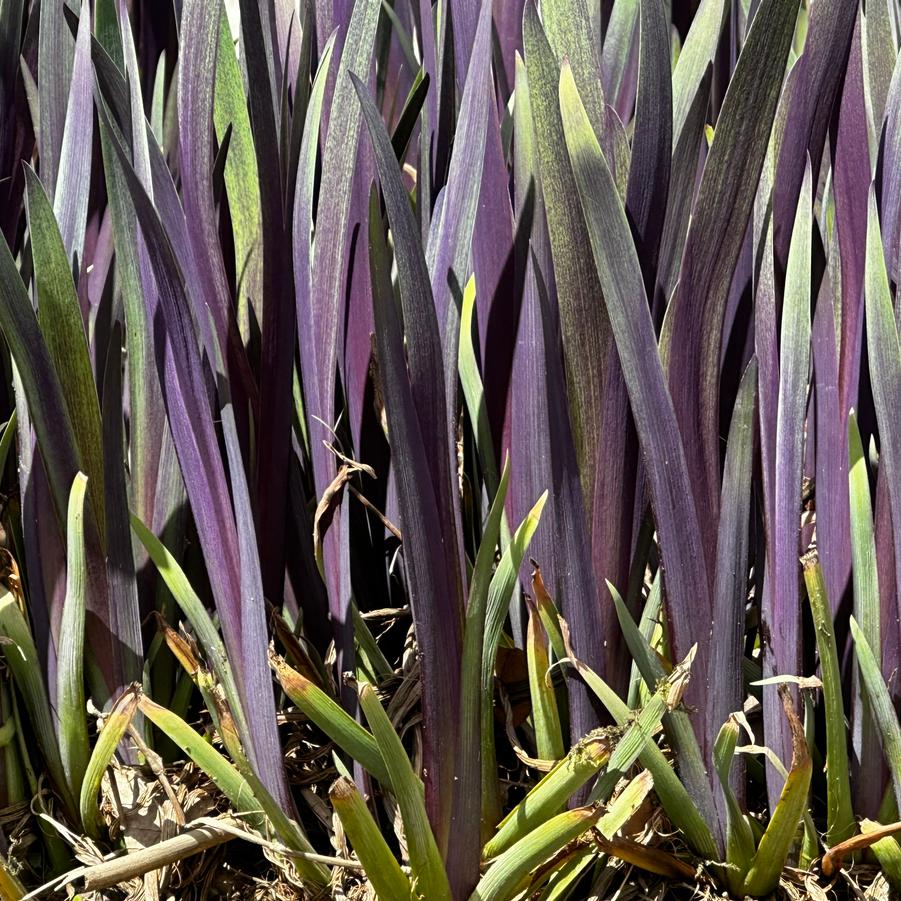 Iris versicolor 'Purple Flame' - Blue Flag Iris from Pleasant Run Nursery