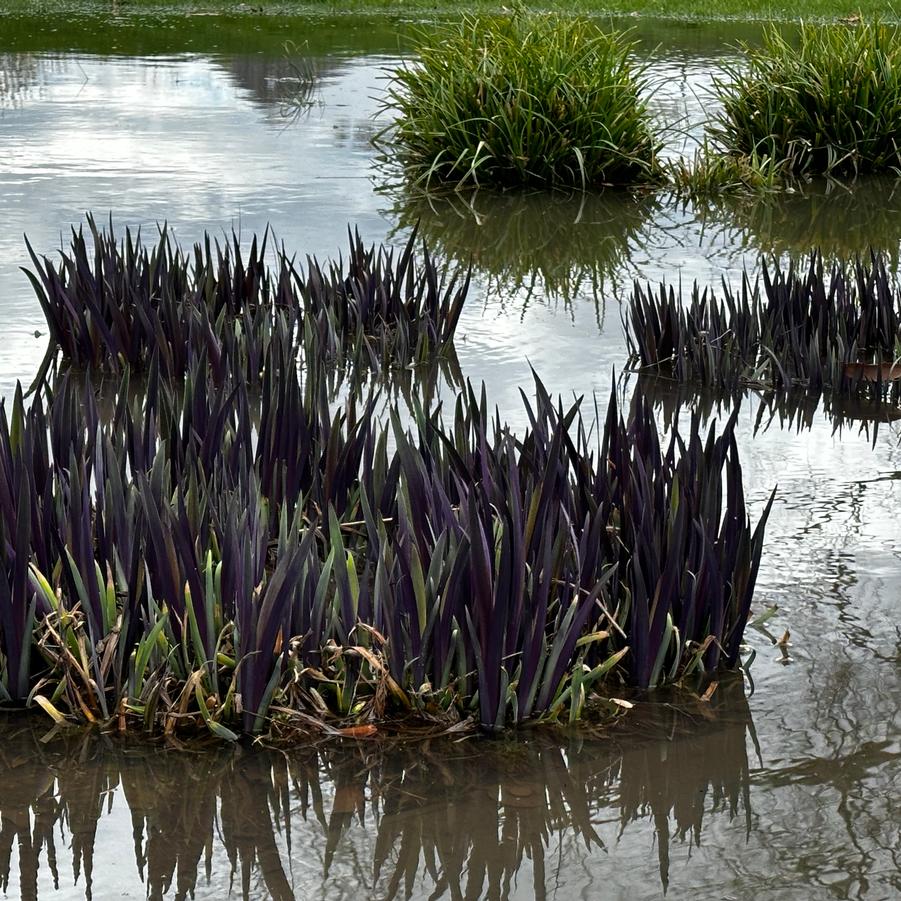 Iris versicolor 'Purple Flame' - Blue Flag Iris from Pleasant Run Nursery