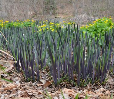 Iris versicolor 'Purple Flame' - Blue Flag Iris (Photo North Creek Nurseries)