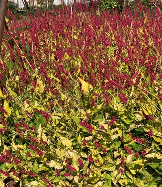 Persicaria amplexicaulis 'Golden Arrow' - Fleece Flower from Pleasant Run Nursery