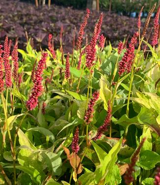 Persicaria amplexicaulis 'Golden Arrow' - Fleece Flower from Pleasant Run Nursery