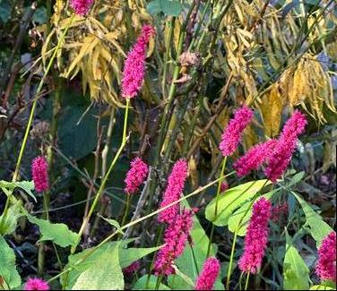 Persicaria amplexicaulis 'Golden Arrow' - Fleece Flower from Pleasant Run Nursery