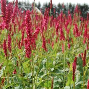 Persicaria amplexicaulis Firetail