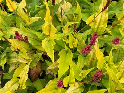 Persicaria amplexicaulis 'Golden Arrow' - Fleece Flower from Pleasant Run Nursery