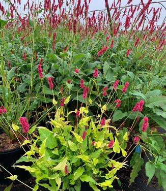 Persicaria amplexicaulis 'Golden Arrow' - in front of Firetail