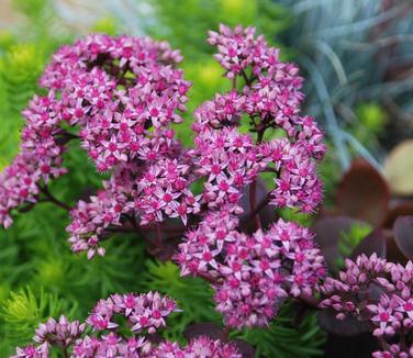 Sedum x Sunsparkler 'Cherry Tart' - Stonecrop (Photo: North Creek Nursery)