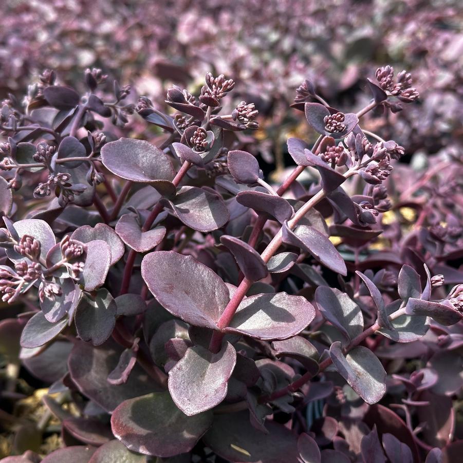 Sedum x Sunsparkler 'Cherry Tart' - Stonecrop (Photo: North Creek Nursery)