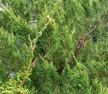 Juniperus chinensis 'Sea Green' - Chinese Juniper from Pleasant Run Nursery