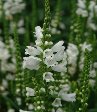 Physostegia virginiana Miss Manners - Miss Manners Obedient (Photo: North Creek Nurseries)