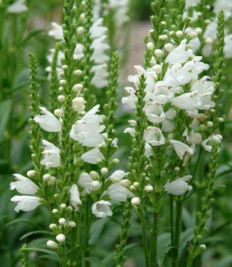 Physostegia virginiana Miss Manners - Miss Manners Obedient (Photo: North Creek Nurseries)