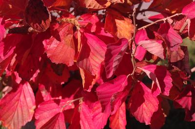 Hamamelis vernalis 'Kohankie Red' - Ozark Witchhazel from Pleasant Run Nursery