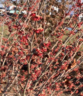 Hamamelis vernalis 'Kohankie Red' - Ozark Witchhazel from Pleasant Run Nursery