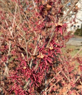 Hamamelis vernalis 'Purple Ribbons' - Ozark Witchhazel from Pleasant Run Nursery