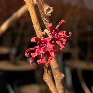 Hamamelis vernalis Grape Fizz™