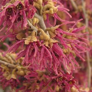 Hamamelis vernalis Amethyst