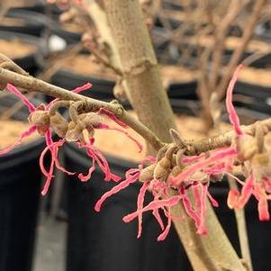 Hamamelis vernalis Blue Moon