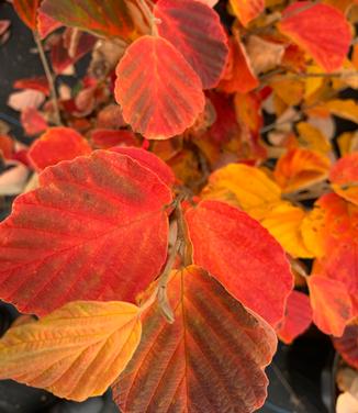 Hamamelis vernalis 'Purple Ribbons' - Ozark Witchhazel from Pleasant Run Nursery