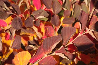 Hamamelis vernalis 'Purple Ribbons' - Ozark Witchhazel from Pleasant Run Nursery