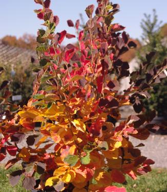 Hamamelis vernalis 'Purple Ribbons' - Ozark Witchhazel from Pleasant Run Nursery