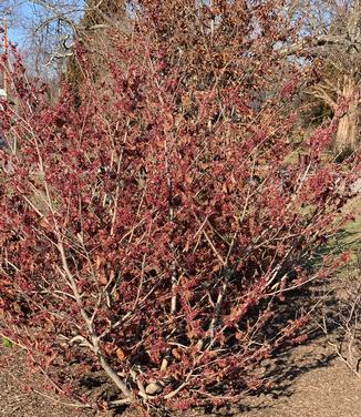 Hamamelis vernalis 'Purple Ribbons' - Ozark Witchhazel from Pleasant Run Nursery